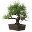 Pinus thunbergii, 34 cm, ± 25 anni, con nebari di 12 cm