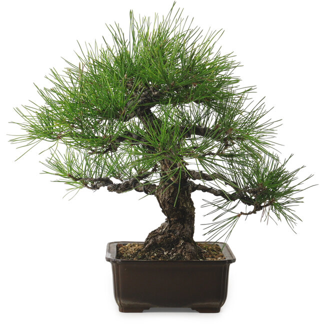 Pinus thunbergii, 34 cm, ± 25 años, con un nebari de 12 cm.
