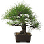 Pinus thunbergii, 34 cm, ± 25 ans, avec un nebari de 12 cm