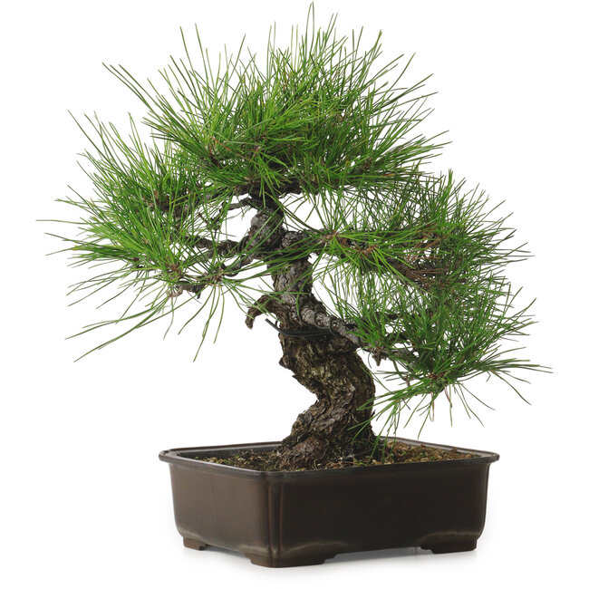 Pinus thunbergii, 34 cm, ± 25 años, con un nebari de 12 cm.