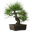 Pinus thunbergii, 34 cm, ± 25 anni, con nebari di 12 cm