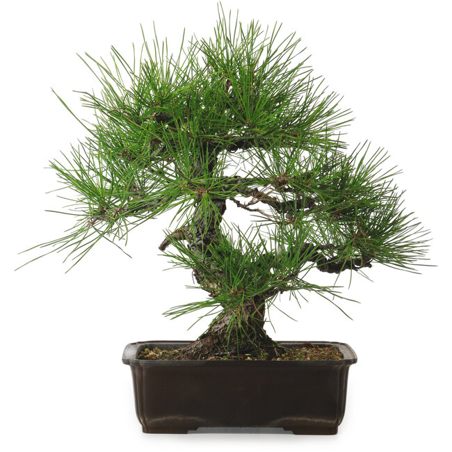 Pinus thunbergii, 34 cm, ± 25 jaar oud, met een nebari van 12 cm.