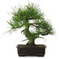 Pinus thunbergii, 34 cm, ± 25 jaar oud, met een nebari van 12 cm.