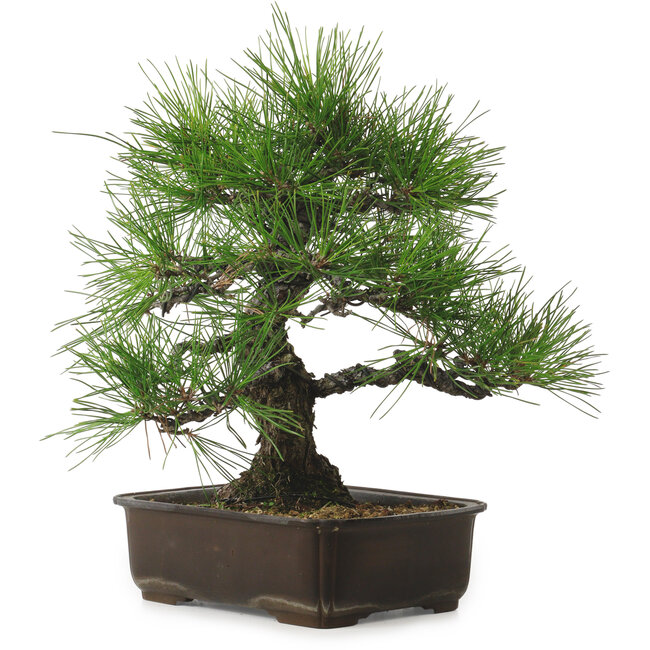 Pinus thunbergii, 34 cm, ± 25 anni, con nebari di 12 cm