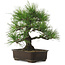 Pinus thunbergii, 34 cm, ± 25 jaar oud, met een nebari van 12 cm.