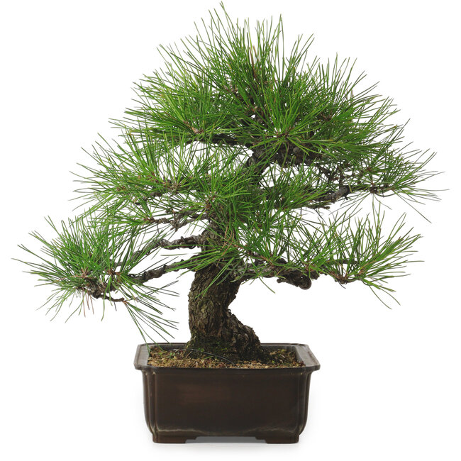 Pinus thunbergii, 34 cm, ± 25 jaar oud, met een nebari van 12 cm.
