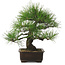 Pinus thunbergii, 34 cm, ± 25 jaar oud, met een nebari van 12 cm.