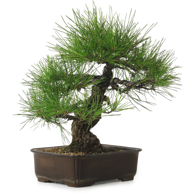 Pinus thunbergii, 34 cm, ± 25 anni, con nebari di 12 cm