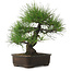 Pinus thunbergii, 34 cm, ± 25 jaar oud, met een nebari van 12 cm.