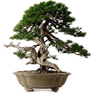 Juniperus chinensis Itoigawa yamadori, 51 cm, ± 80 ans