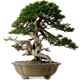 Juniperus chinensis Itoigawa yamadori, 51 cm, ± 80 jaar oud