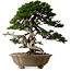 Juniperus chinensis Itoigawa yamadori, 51 cm, ± 80 jaar oud, met een nebari van 18 cm