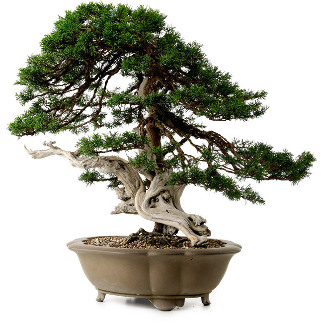 Juniperus chinensis Itoigawa yamadori, 51 cm, ± 80 ans, avec un nebari de 18 cm