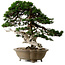 Juniperus chinensis Itoigawa yamadori, 51 cm, ± 80 anni, con un nebari di 18 cm