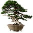 Juniperus chinensis Itoigawa yamadori, 51 cm, ± 80 años de edad, con un nebari de 18 cm.