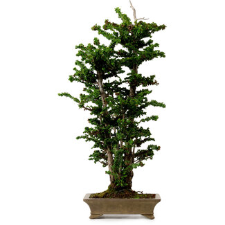 Chamaecyparis obtusa Sekka Hinoki, 66 cm, ± 30 años