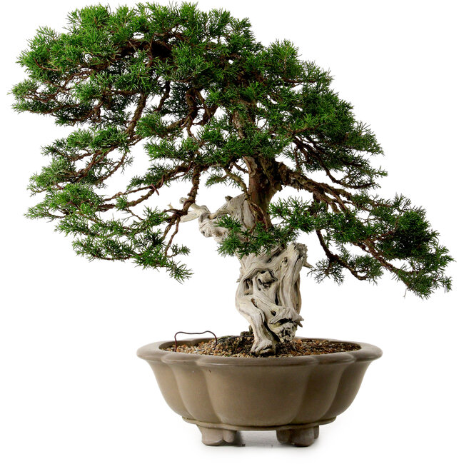 Juniperus chinensis Itoigawa yamadori, 51 cm, ± 80 años de edad, con un nebari de 18 cm.