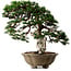 Juniperus chinensis Itoigawa yamadori, 51 cm, ± 80 ans, avec un nebari de 18 cm
