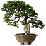 Juniperus chinensis Itoigawa yamadori, 51 cm, ± 80 jaar oud, met een nebari van 18 cm