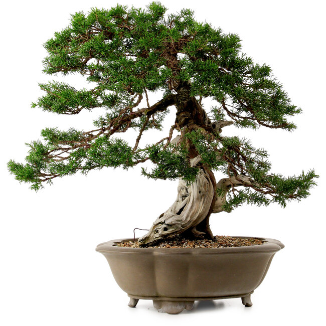 Juniperus chinensis Itoigawa yamadori, 51 cm, ± 80 ans, avec un nebari de 18 cm