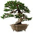 Juniperus chinensis Itoigawa yamadori, 51 cm, ± 80 ans, avec un nebari de 18 cm