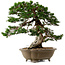 Juniperus chinensis Itoigawa yamadori, 51 cm, ± 80 jaar oud, met een nebari van 18 cm