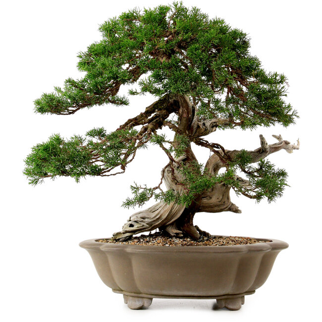 Juniperus chinensis Itoigawa yamadori, 51 cm, ± 80 años de edad, con un nebari de 18 cm.