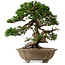 Juniperus chinensis Itoigawa yamadori, 51 cm, ± 80 jaar oud, met een nebari van 18 cm