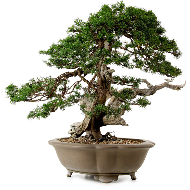 Juniperus chinensis Itoigawa yamadori, 51 cm, ± 80 años de edad, con un nebari de 18 cm.