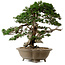 Juniperus chinensis Itoigawa yamadori, 51 cm, ± 80 ans, avec un nebari de 18 cm