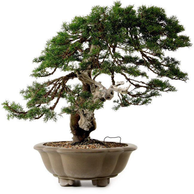 Juniperus chinensis Itoigawa yamadori, 51 cm, ± 80 years old, with a nebari of 18 cm