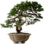 Juniperus chinensis Itoigawa yamadori, 51 cm, ± 80 anni, con un nebari di 18 cm