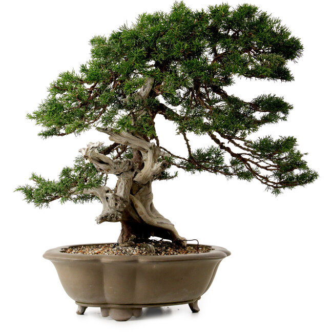 Juniperus chinensis Itoigawa yamadori, 51 cm, ± 80 años de edad, con un nebari de 18 cm.