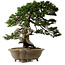 Juniperus chinensis Itoigawa yamadori, 51 cm, ± 80 anni, con un nebari di 18 cm