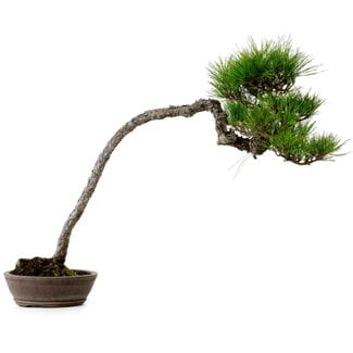 Pinus densiflora, 66 cm, ± 25 años de edad