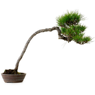 Pinus densiflora, 66 cm, ± 25 years old