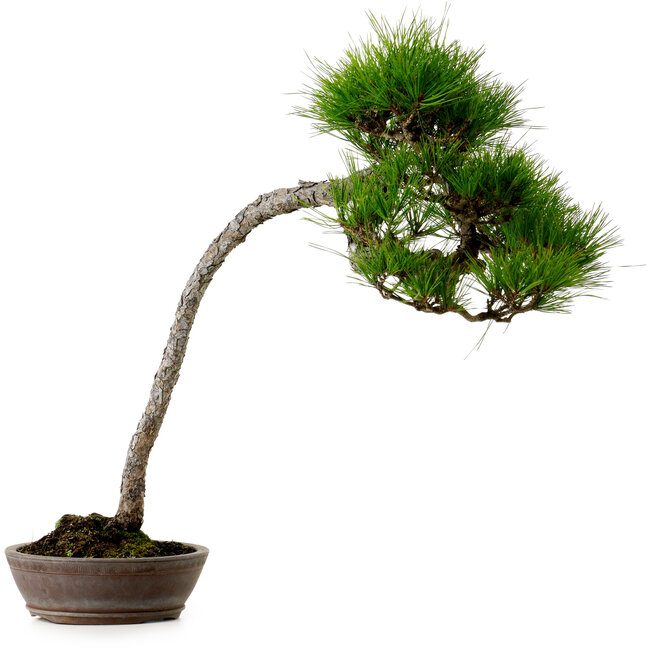 Pinus densiflora, 66 cm, ± 25 ans, avec un nebari de 8 cm
