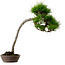 Pinus densiflora, 66 cm, ± 25 ans, avec un nebari de 8 cm