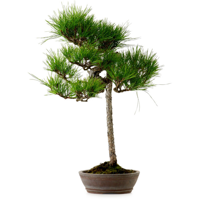 Pinus densiflora, 66 cm, ± 25 ans, avec un nebari de 8 cm