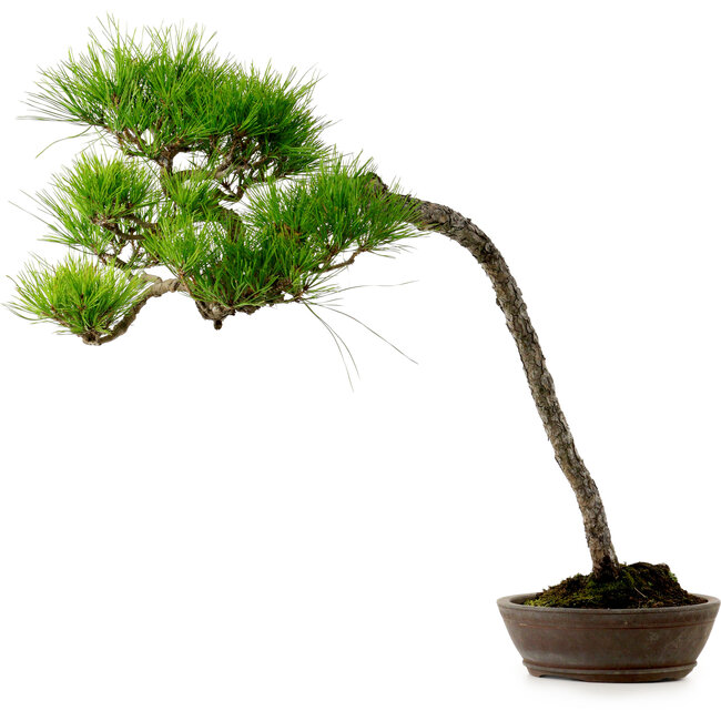 Pinus densiflora, 66 cm, ± 25 jaar oud, met een nebari van 8 cm