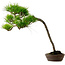Pinus densiflora, 66 cm, ± 25 Jahre alt, mit einem Wurzelansatz von 8 cm