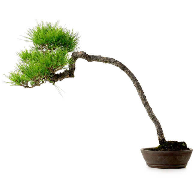 Pinus densiflora, 66 cm, ± 25 jaar oud, met een nebari van 8 cm