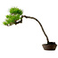 Pinus densiflora, 66 cm, ± 25 anni, con nebari di 8 cm