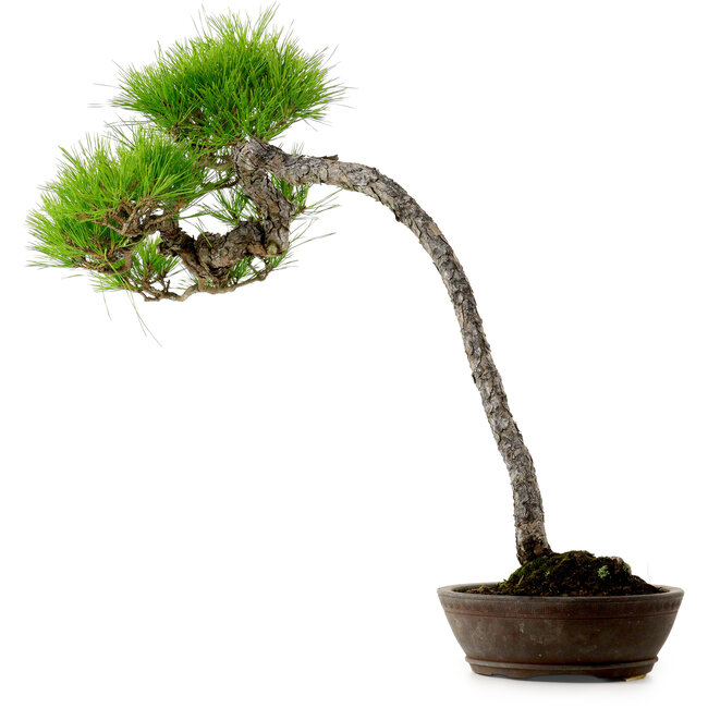 Pinus densiflora, 66 cm, ± 25 jaar oud, met een nebari van 8 cm