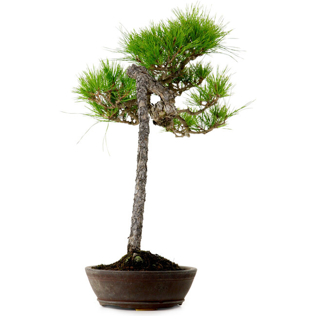 Pinus densiflora, 66 cm, ± 25 años de edad, con un nebari de 8 cm