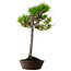 Pinus densiflora, 66 cm, ± 25 anni, con nebari di 8 cm