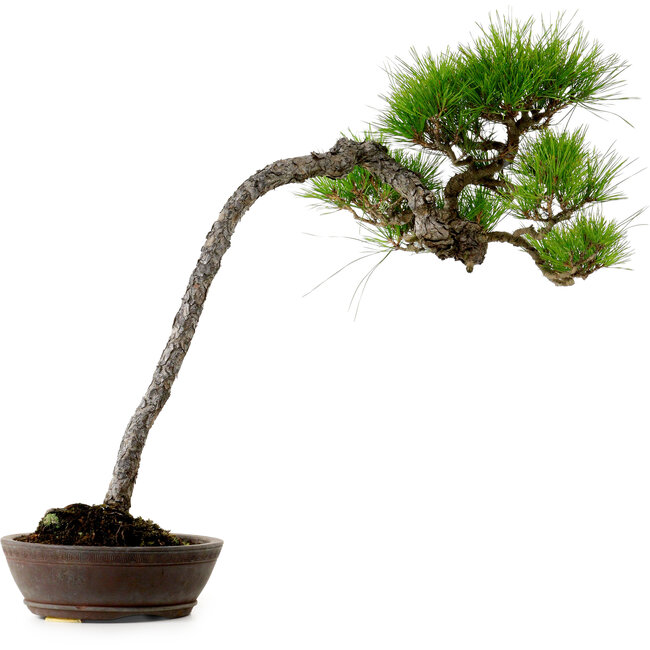 Pinus densiflora, 66 cm, ± 25 jaar oud, met een nebari van 8 cm