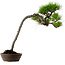 Pinus densiflora, 66 cm, ± 25 Jahre alt, mit einem Wurzelansatz von 8 cm