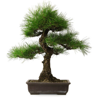 Pinus thunbergii, 58 cm, ± 25 years old