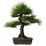 Pinus thunbergii, 58 cm, ± 25 years old, with a nebari of 14 cm